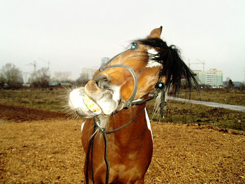 Кликер