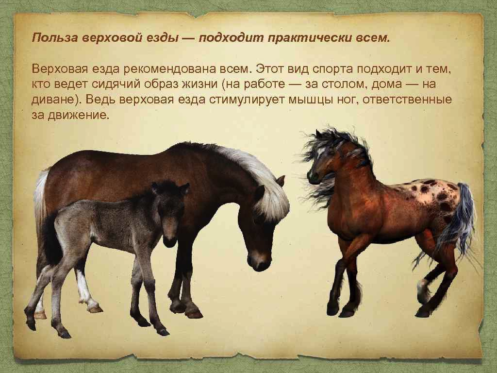 Преимущества верховой езды