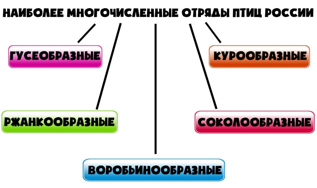Самый многочисленный отряд птиц в России