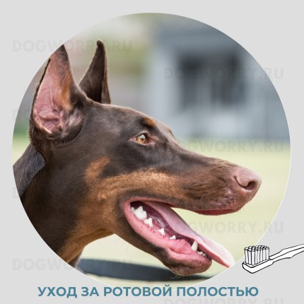 Доберман Уход за полостью рта