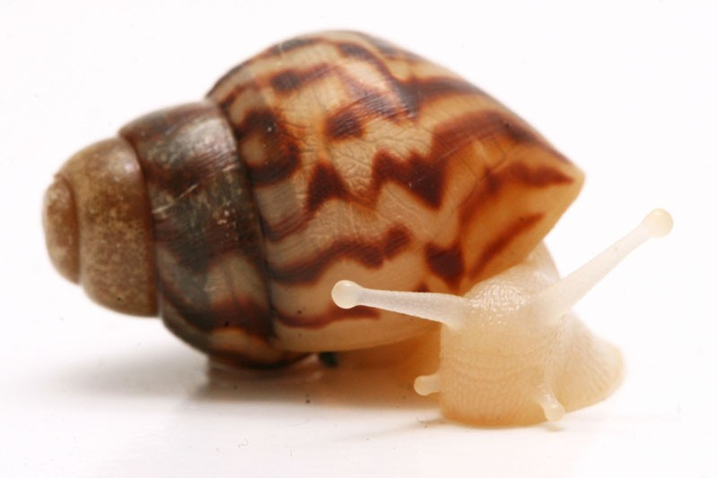 Achatina reticulata 