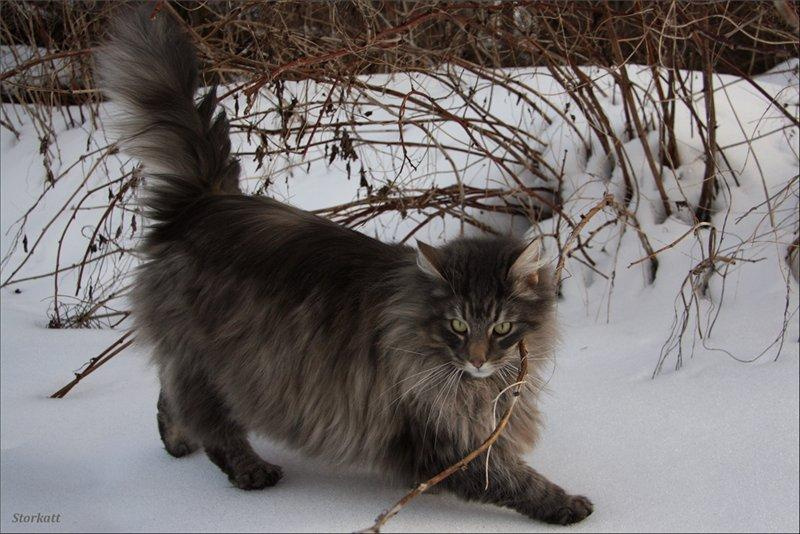 Норвежская лесная кошка
