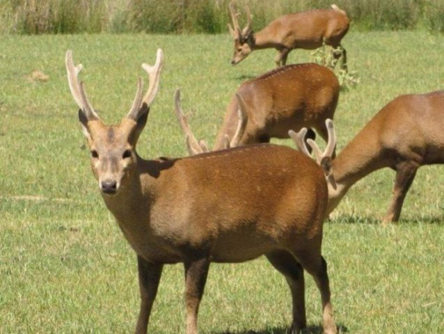 Виды оленей