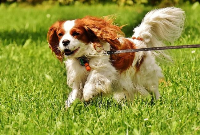 Кавалер кинг чарльз спаниель работает