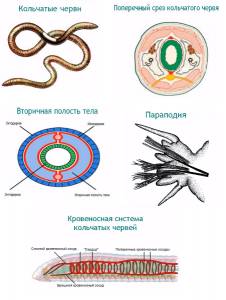 тип кольчатых червей