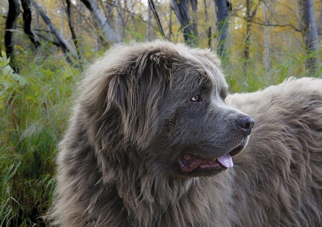 дайвер Ньюфаундленда