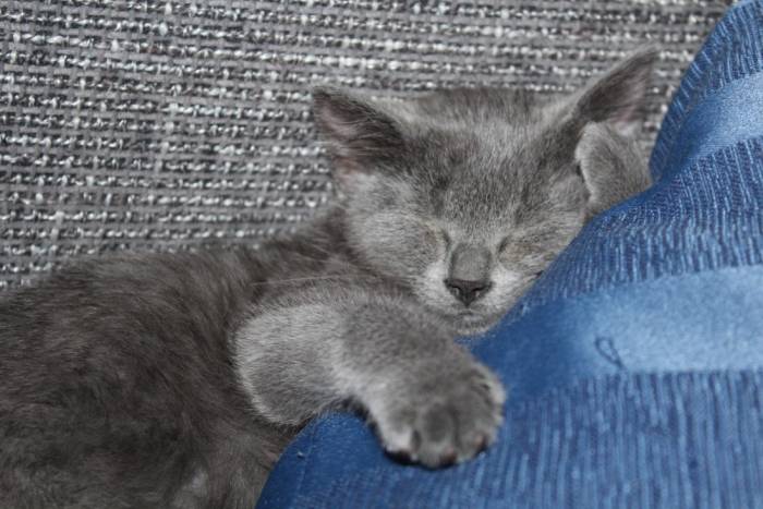 390+ английских никнеймов для кошек