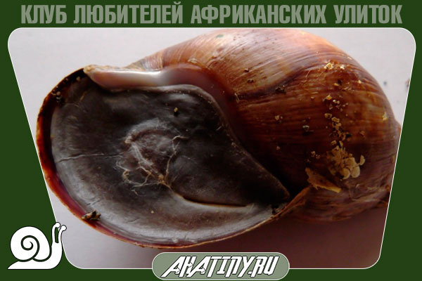 Спячка улитки, спячка, как ухаживать за улиткой ахатина, что делать 