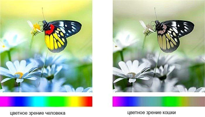 Видение кошки