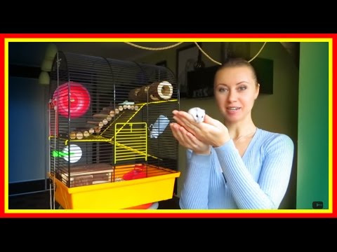 Какая должна быть клетка у хомяка #Хампстеры