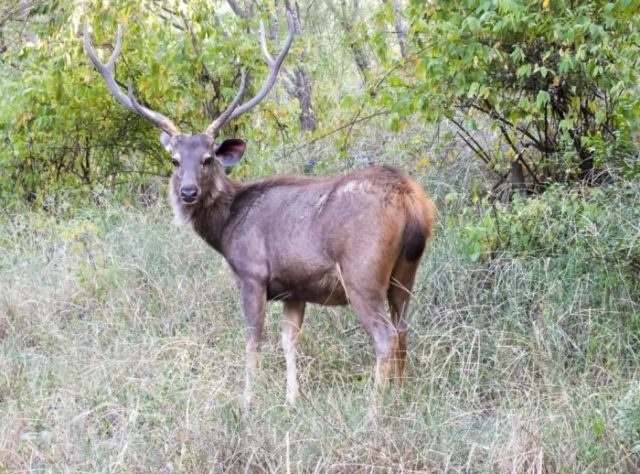 Виды оленей