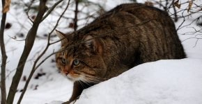 Европейская лесная кошка на природе зимой