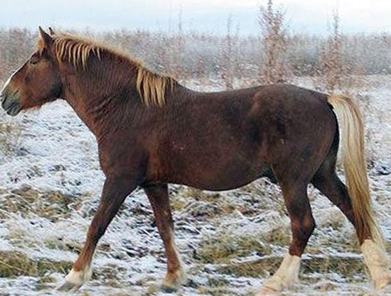 Мезенский конь осенью
