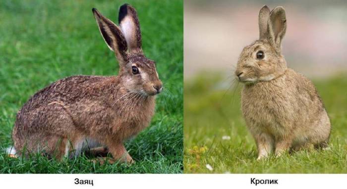 Породы кроликов