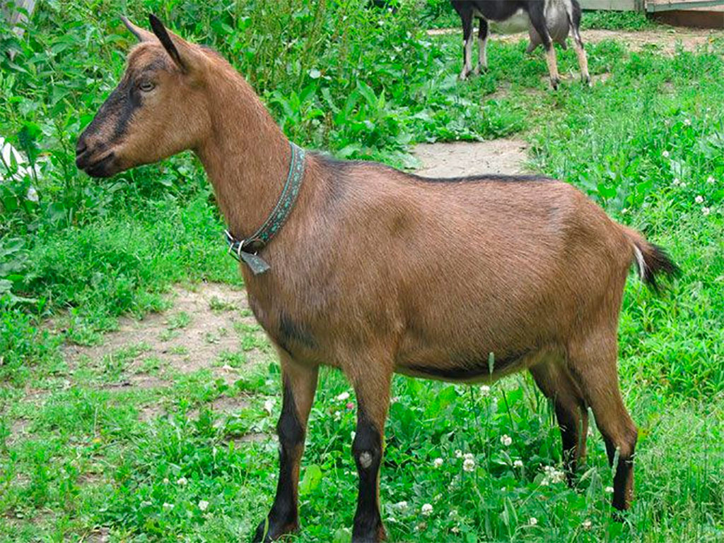 чешский козёл 