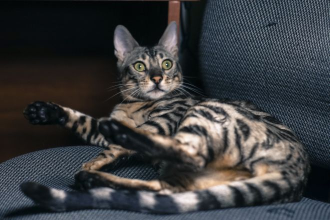Бенгальский котенок