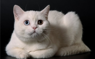 Белая шотландская кошка с гетерохромией