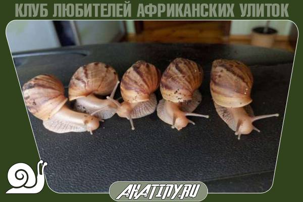 Achatina panthera care 