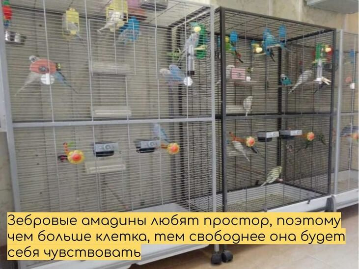 Зебровые амадины