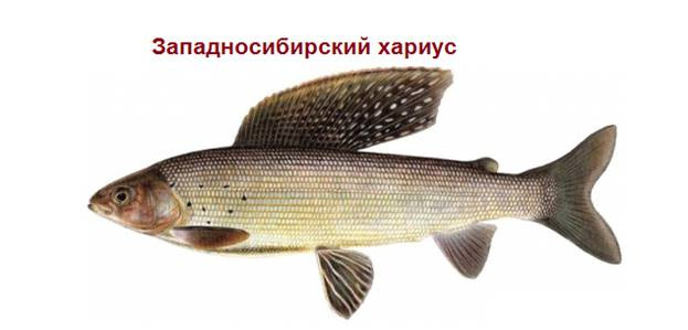 Западная Сибирь