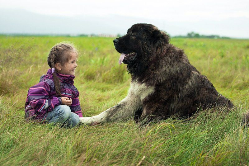 Кавказская овчарка