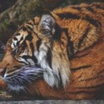 Тигр: описание, образ жизни, повадки и любопытства