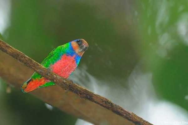 дятел сидит на ветке