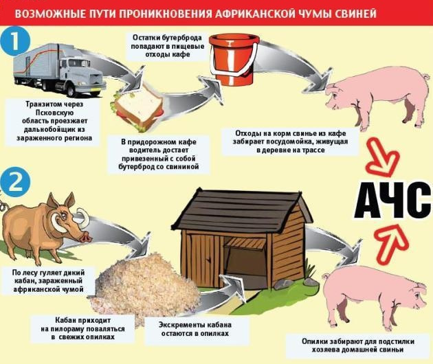 модель заражения африканской чумой