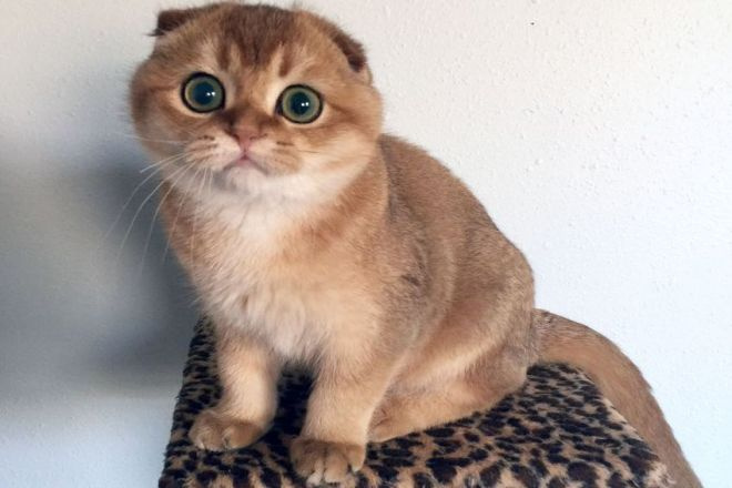 Шотландский котенок в золотом окрасе