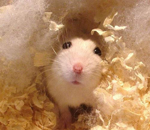 Ангорский хомяк