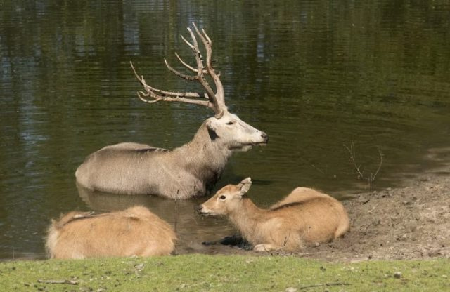 Виды оленей
