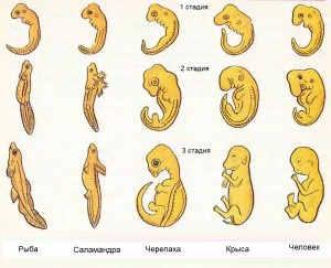 Происхождение животных