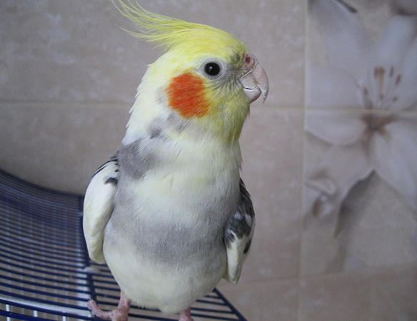 Домашняя Корелла