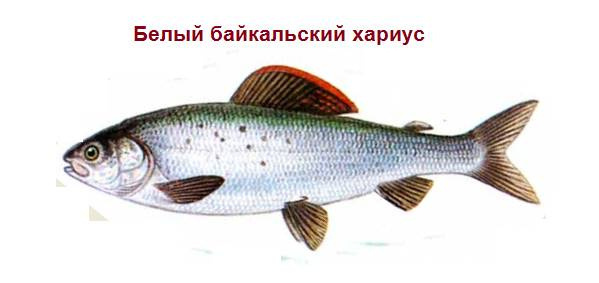 Байкал белый