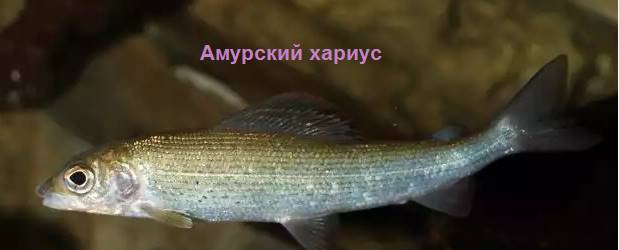 Амурский