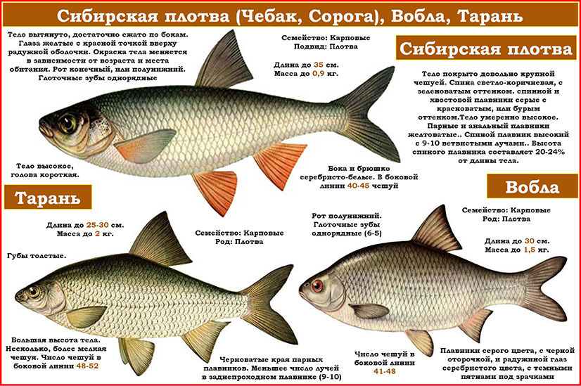 картинки отличий барана и таракана