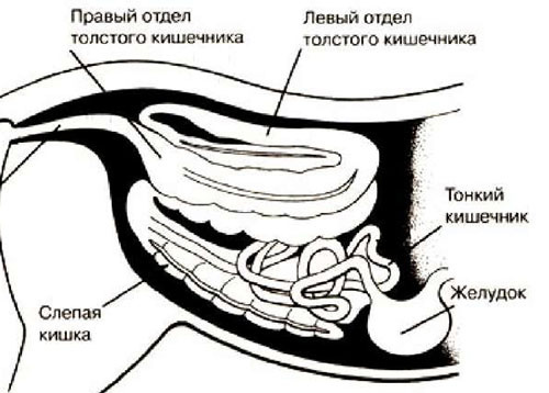 Движение пищи в кишечнике