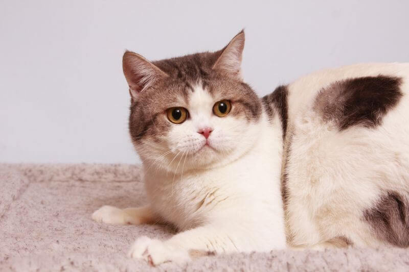 Британская короткошёрстная кошка