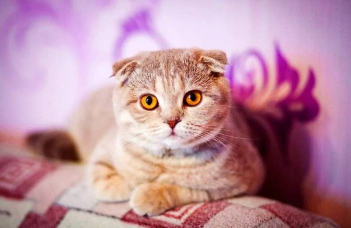 448+ красивых сложенных псевдонимов для кошек