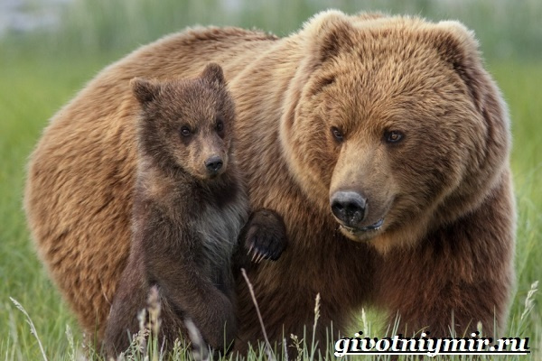 Уральские животные, птицы и растения, красная книга, разнообразие природы