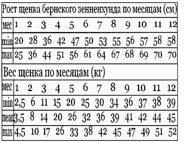 Бернский зенненхунд или бернская овчарка