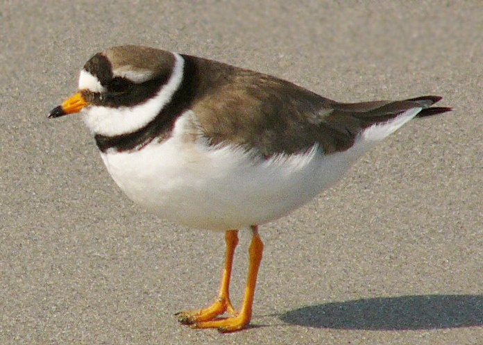 Фото воющего зуек (Charadrius voiceiferus