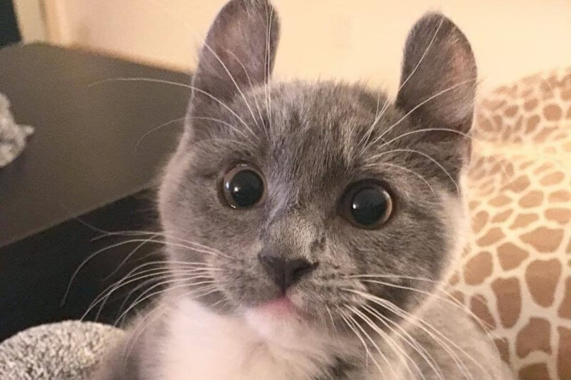 Американская короткошёрстная