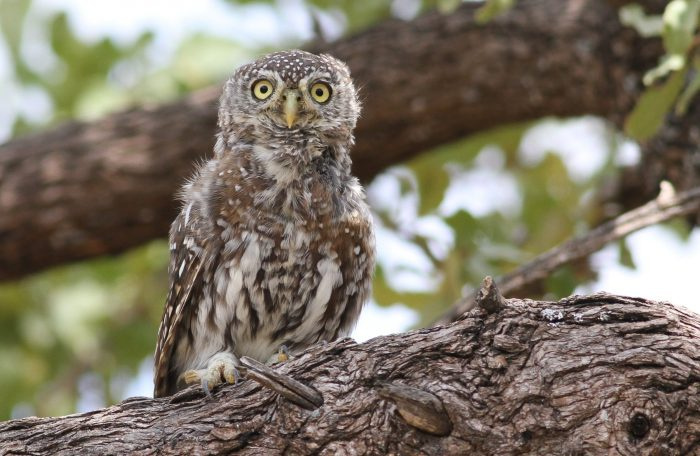 Фото жемчужной совы (Glaucidium perlatum