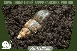 Для чего улитке нужна почва 