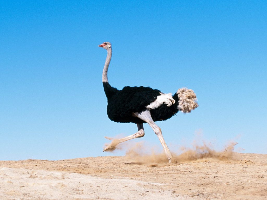 1_straus
