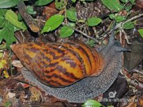Achatina vulgaris или тигровая Achatina achatina
