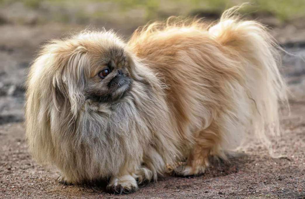 Пекинес