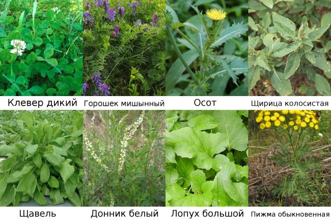 Какую траву можно давать кроликам