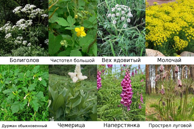 Опасная трава для кроликов